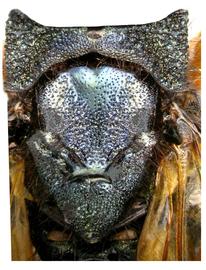   Sirex cyaneus  female mesoscutum; photo by H. Goulet, CNC 

